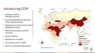 Analysis of the role of mucosal antibodies in protection against contagious caprine pleuropneumonia and contagious bovine pleuropneumonia: Update