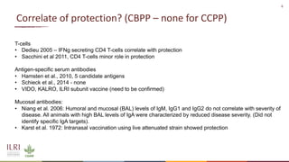 Analysis of the role of mucosal antibodies in protection against contagious caprine pleuropneumonia and contagious bovine pleuropneumonia: Update