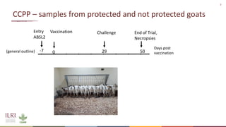 Analysis of the role of mucosal antibodies in protection against contagious caprine pleuropneumonia and contagious bovine pleuropneumonia: Update
