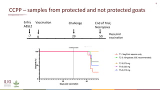 Analysis of the role of mucosal antibodies in protection against contagious caprine pleuropneumonia and contagious bovine pleuropneumonia: Update