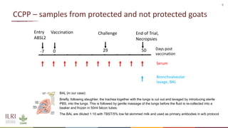 Analysis of the role of mucosal antibodies in protection against contagious caprine pleuropneumonia and contagious bovine pleuropneumonia: Update