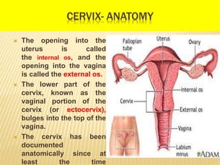 CERVIX- ANATOMY
 The opening into the
uterus is called
the internal os, and the
opening into the vagina
is called the ext...