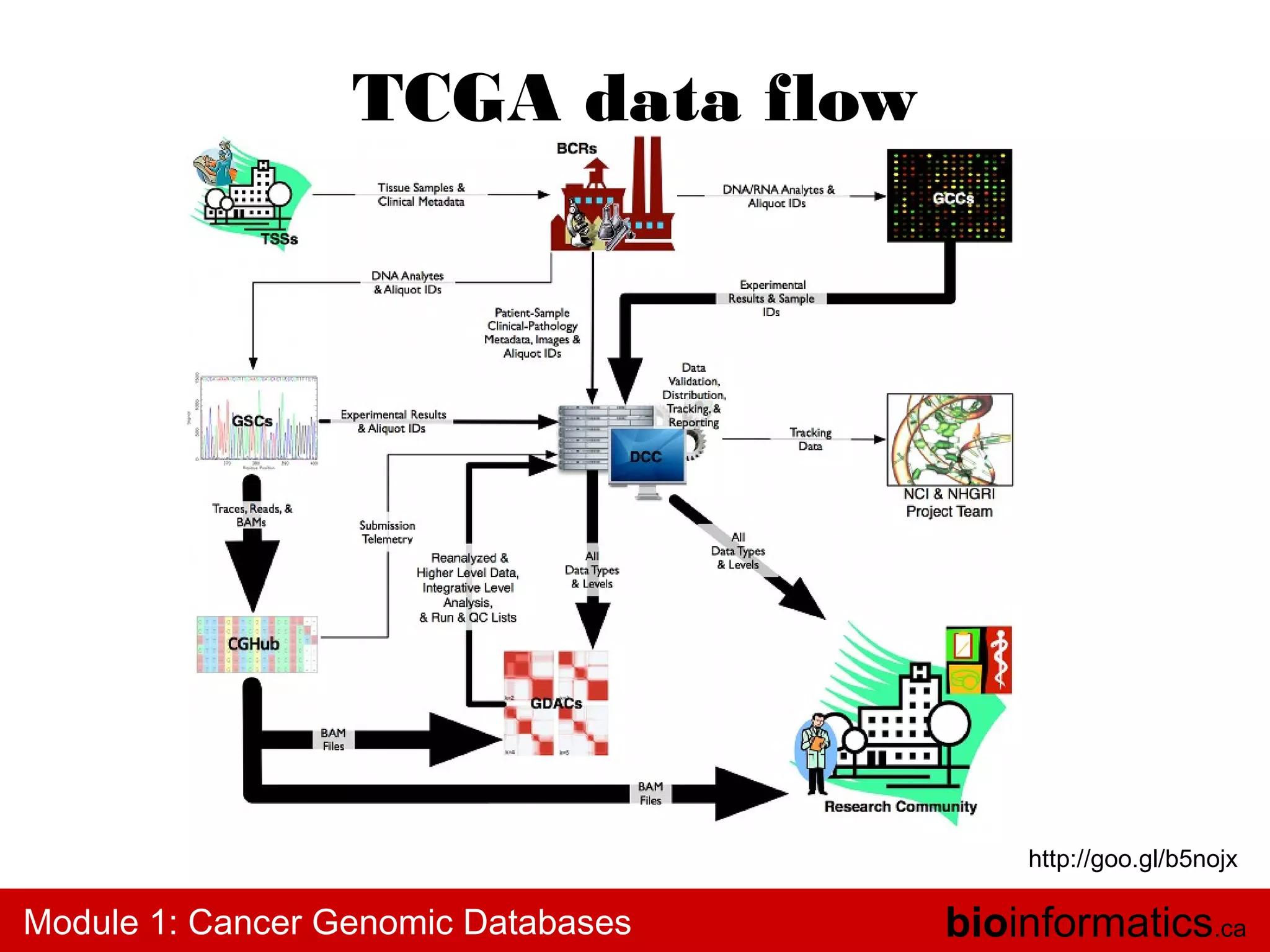 TCGA data flow

http://goo.gl/b5nojx

Module 1: Cancer Genomic Databases

bioinformatics.ca

 