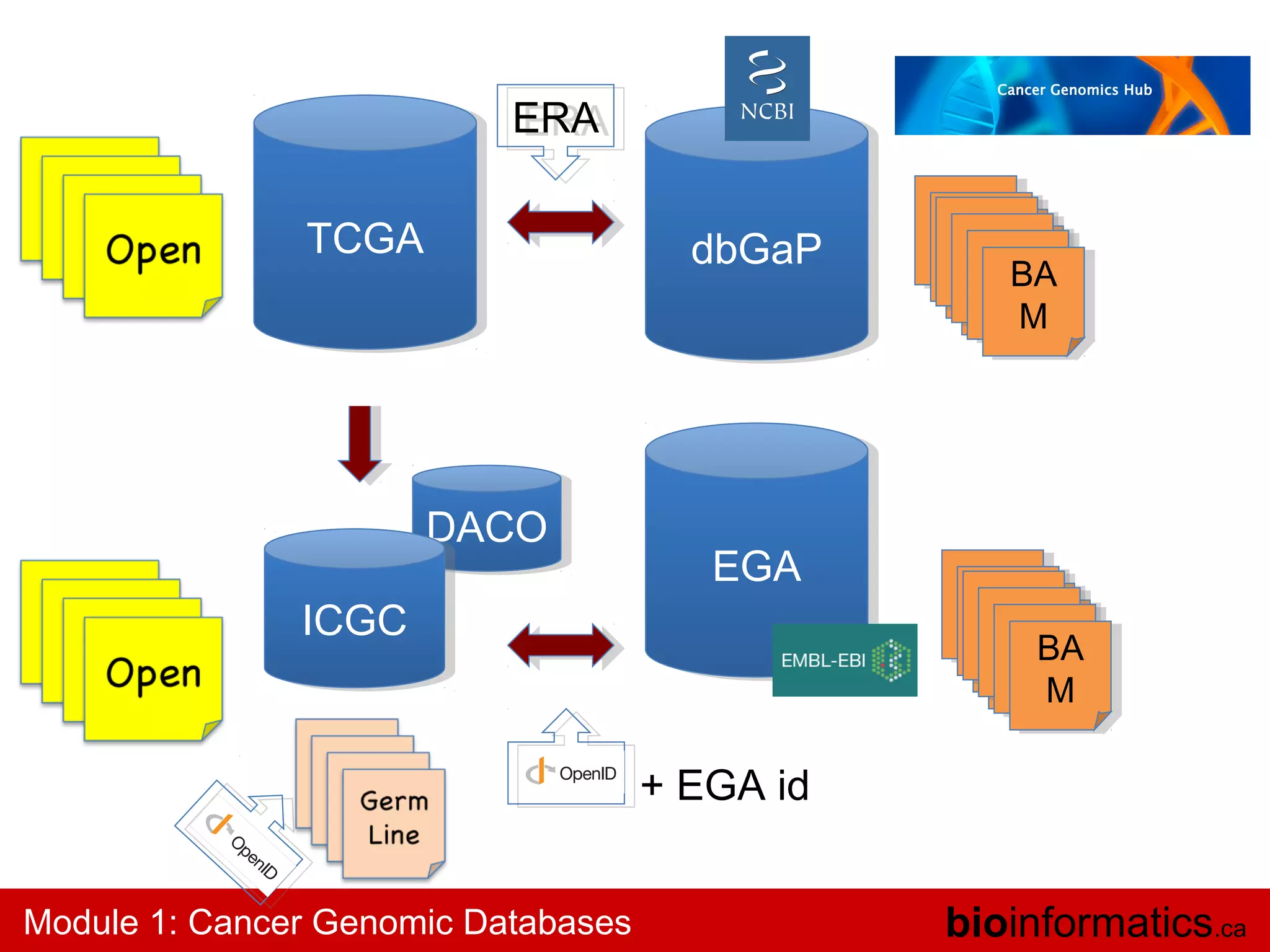 ERA
ERA
TCGA
TCGA

DACO
DACO
ICGC
ICGC

dbGaP
dbGaP

EGA
EGA

BA
BA
BA
BA
MM
M
M

BA
BA
BA
BA
MM
M
M

+ EGA id
Module 1: Cancer Genomic Databases

bioinformatics.ca

 