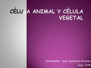 Célula animal y célula vegetal Christopher  Isaac Gutiérrez Briones Gpo: 2105 