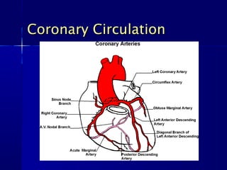 Coronary CirculationCoronary Circulation
 