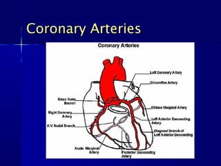 Coronary ArteriesCoronary Arteries
 