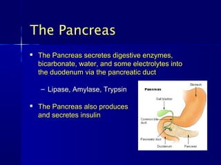 The PancreasThe Pancreas

The Pancreas secretes digestive enzymes,The Pancreas secretes digestive enzymes,
bicarbonate, water, and some electrolytes intobicarbonate, water, and some electrolytes into
the duodenum via the pancreatic ductthe duodenum via the pancreatic duct
– Lipase, Amylase, TrypsinLipase, Amylase, Trypsin

The Pancreas also producesThe Pancreas also produces
and secretes insulinand secretes insulin
 