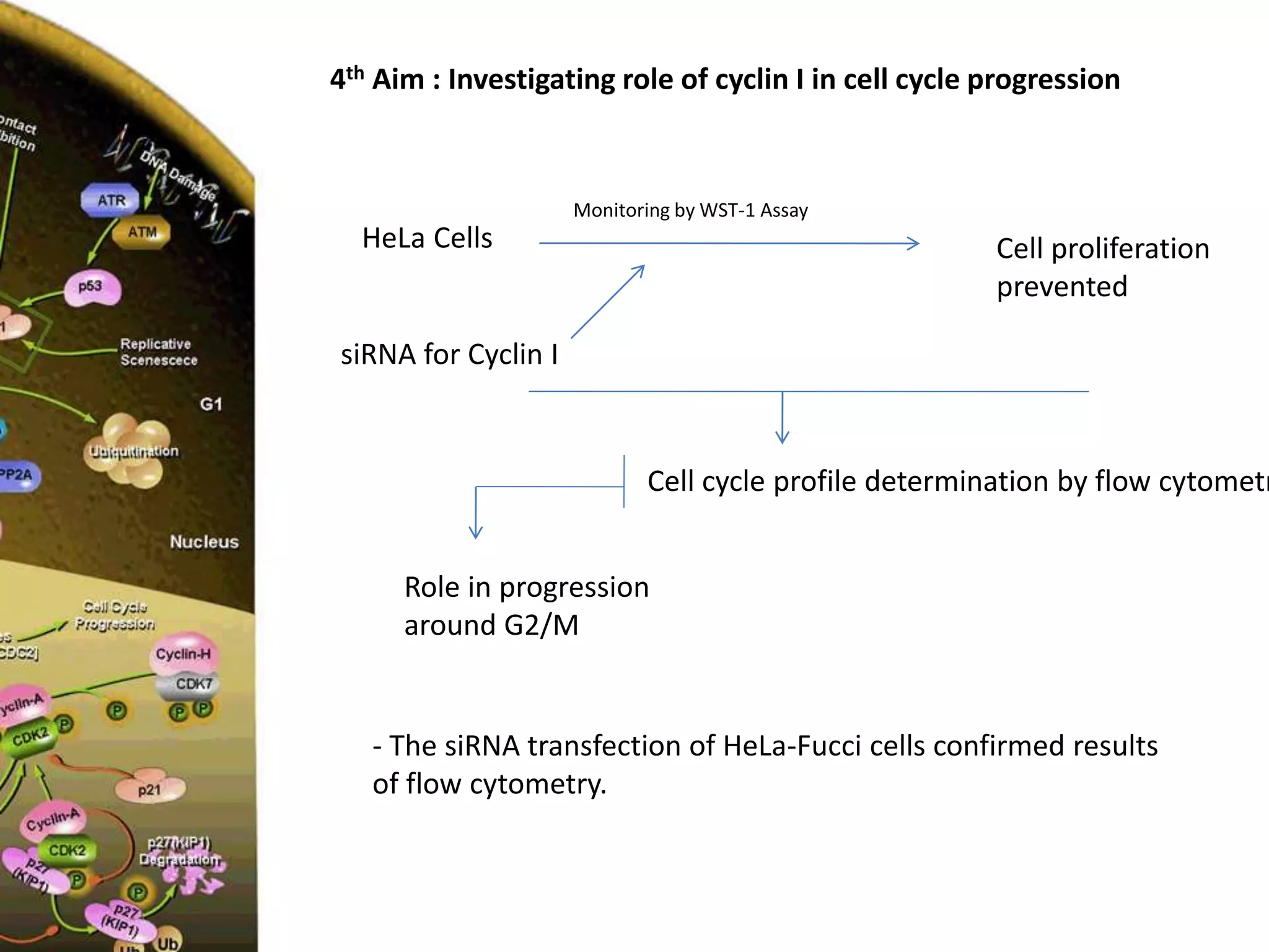 Cyclin I is involved in cell cycle progression! | PPTX