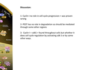Cyclin I is involved in cell cycle progression! | PPTX