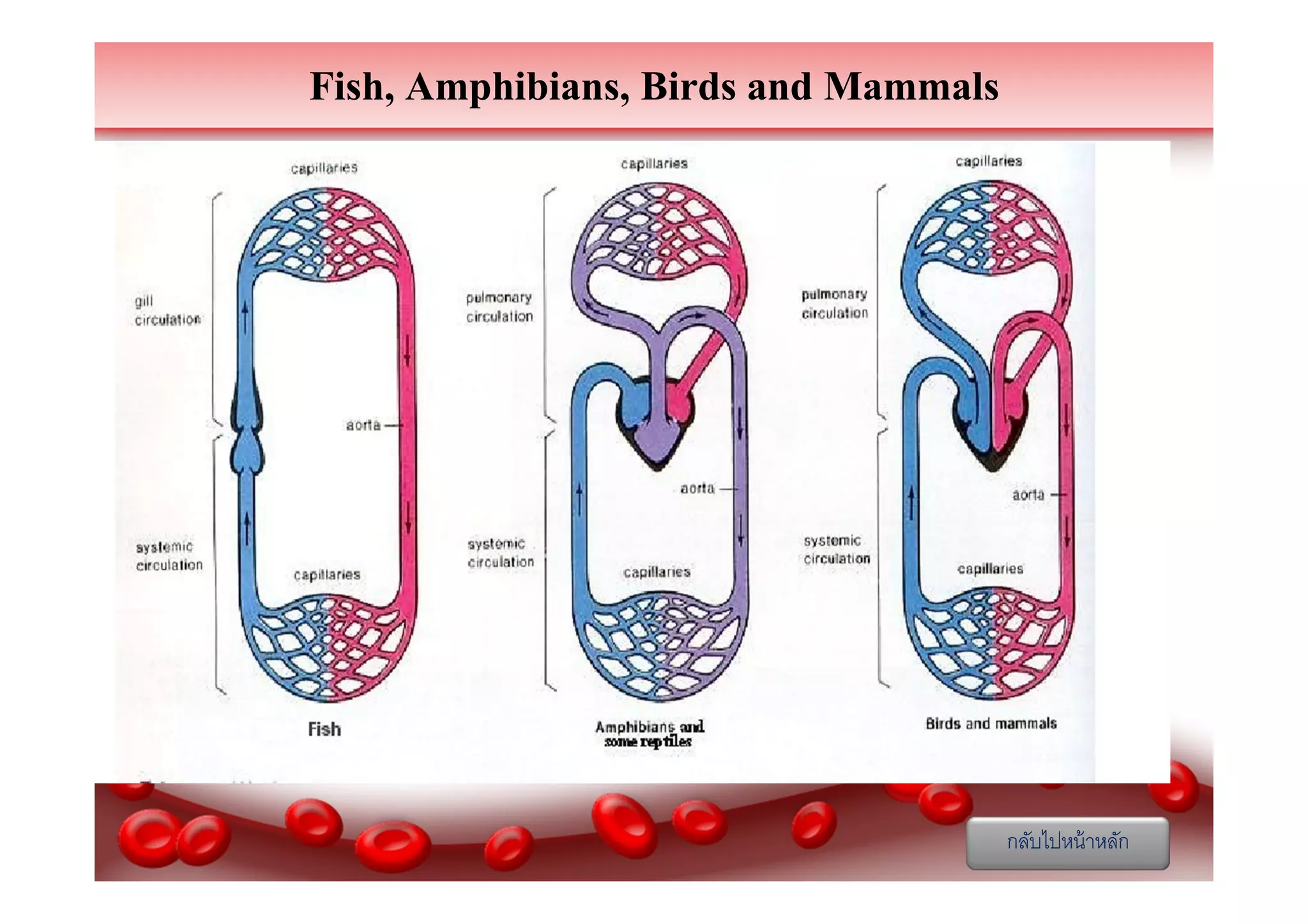 Fish, Amphibians, Birds and Mammals

กลับไปหน้ าหลัก

 