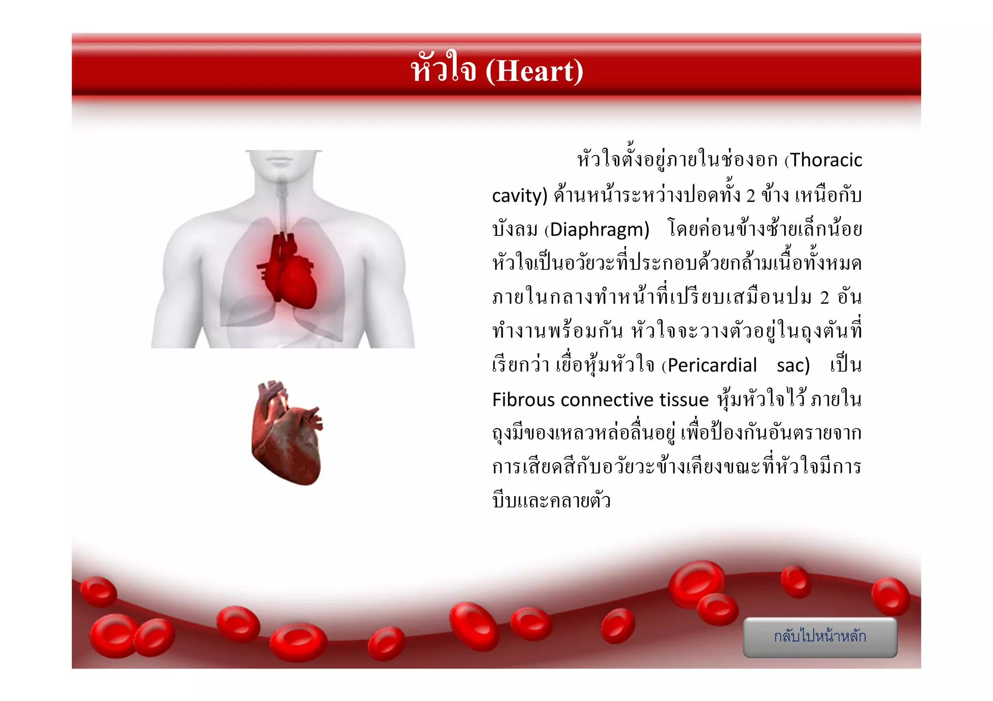 หัวใจ (Heart)
หัวใจตังอยู่ภายในช่ องอก (Thoracic
cavity) ด้านหน้าระหว่างปอดทัง 2 ข้าง เหนื อกับ
บังลม (Diaphragm) โดยค่อนข้างซ้ายเล็กน้อย
หัวใจเป็ นอวัยวะทีประกอบด้วยกล้ามเนื อทังหมด
ภายในกลางทํา หน้ า ที เปรี ยบเสมื อ นปม 2 อัน
ทํา งานพร้ อ มกัน หั ว ใจจะวางตัว อยู่ใ นถุ ง ตัน ที
เรี ยกว่า เยือหุ้ มหัวใจ (Pericardial sac) เป็ น
Fibrous connective tissue หุ ้มหัวใจไว้ ภายใน
ถุงมีของเหลวหล่อลืนอยู่ เพือป้ องกันอันตรายจาก
การเสี ยดสี ก ับอวัยวะข้างเคี ยงขณะที หัวใจมี การ
บีบและคลายตัว

กลับไปหน้ าหลัก

 
