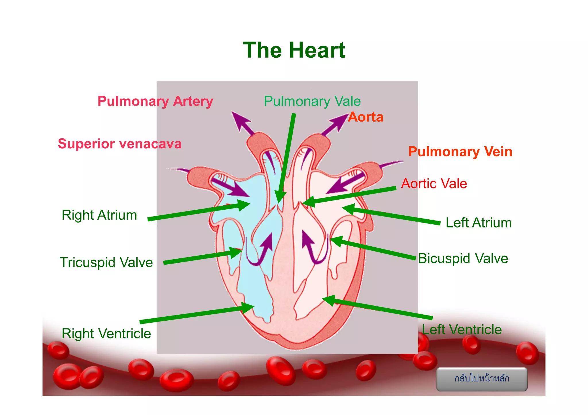 The Heart
Pulmonary Artery
Superior venacava

Pulmonary Vale
Aorta
Pulmonary Vein
Aortic Vale

Right Atrium

Left Atrium

Tricuspid Valve

Bicuspid Valve

Right Ventricle

Left Ventricle
กลับไปหน้ าหลัก

 