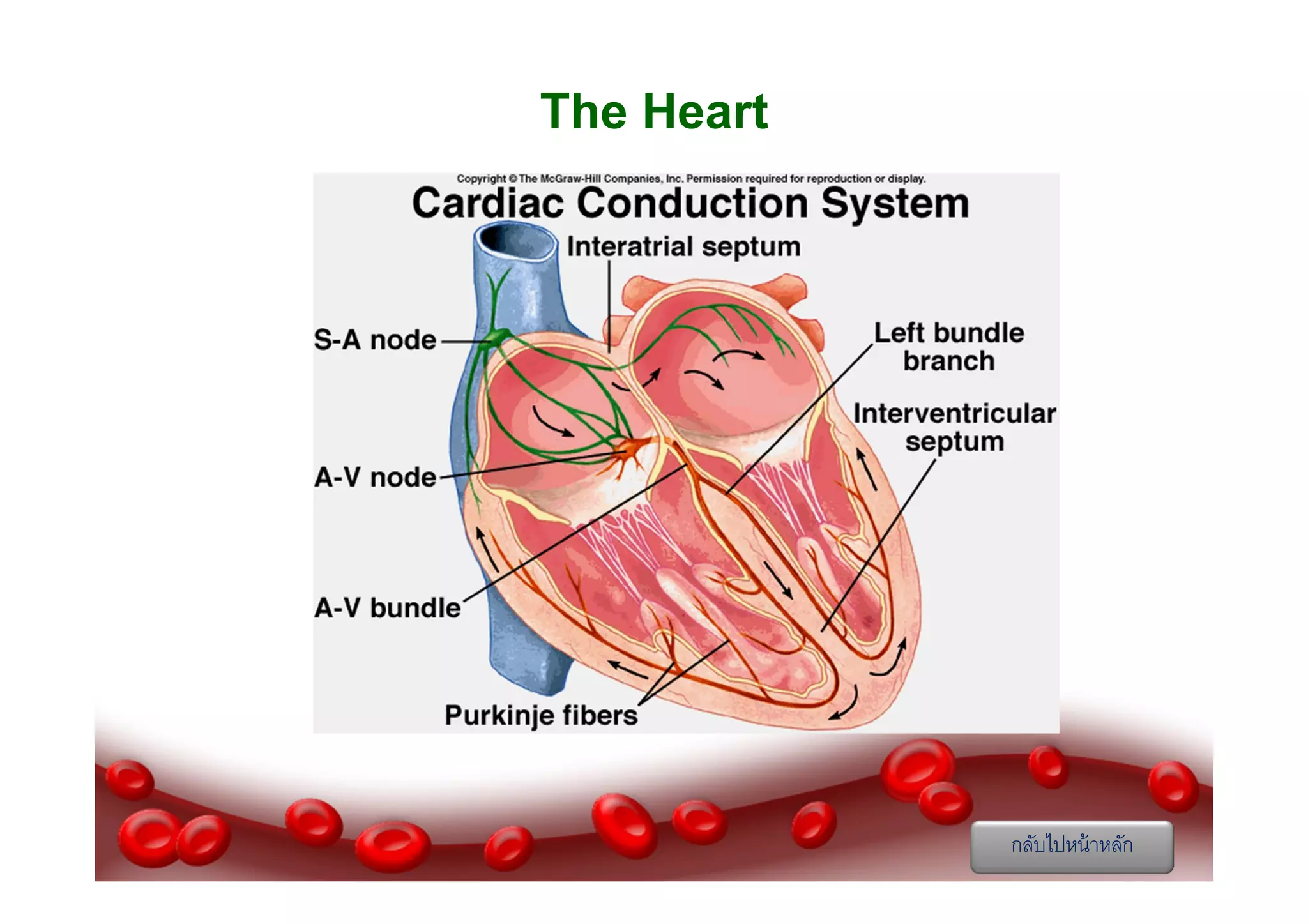 The Heart

กลับไปหน้ าหลัก

 