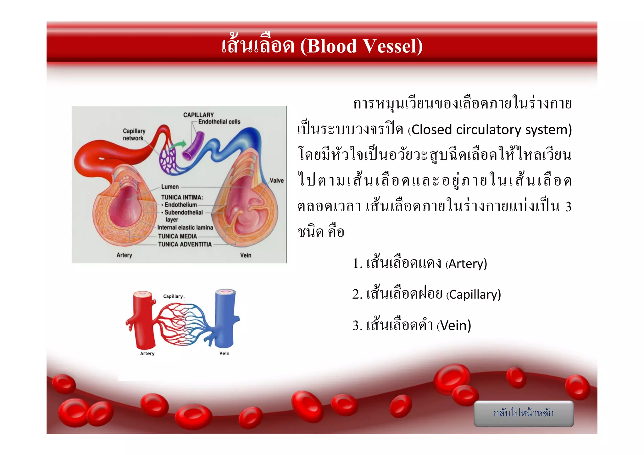 เส้ นเลือด (Blood Vessel)
การหมุนเวียนของเลือดภายในร่ างกาย
เป็ นระบบวงจรปิ ด (Closed circulatory system)
โดยมีหัวใจเป็ นอวัยวะสู บฉี ดเลือดให้ไหลเวียน
ไปตามเส้ น เลื อ ดและอยู่ ภ ายในเส้ น เลื อ ด
ตลอดเวลา เส้น เลื อดภายในร่ า งกายแบ่ งเป็ น 3
ชนิด คือ
1. เส้นเลือดแดง (Artery)
2. เส้นเลือดฝอย (Capillary)
3. เส้นเลือดดํา (Vein)

กลับไปหน้ าหลัก

 