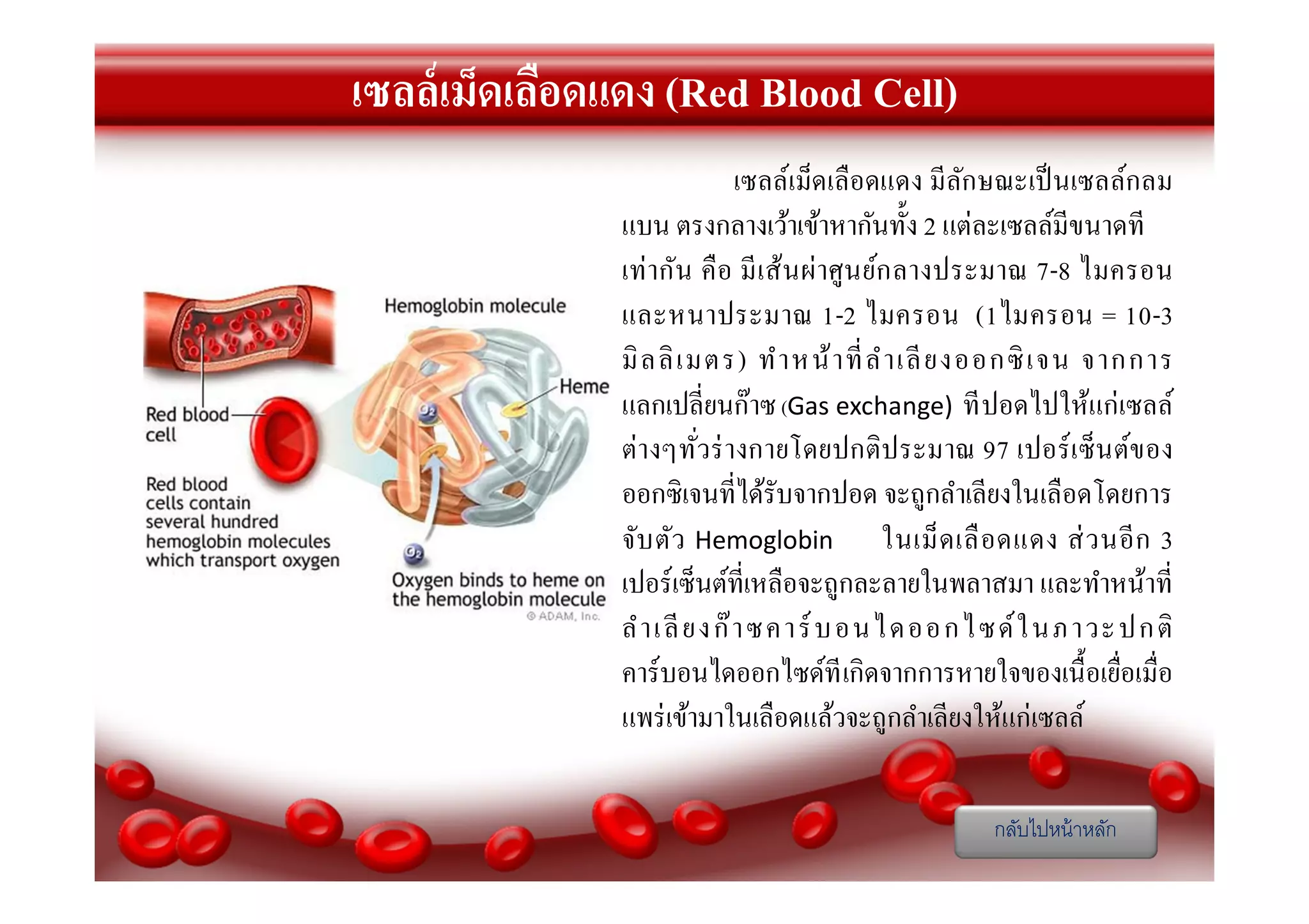 เซลล์เม็ดเลือดแดง (Red Blood Cell)
เซลล์เม็ดเลื อดแดง มี ลกษณะเป็ นเซลล์กลม
ั
แบน ตรงกลางเว้าเข้าหากันทัง 2 แต่ละเซลล์มีขนาดที
เท่ ากัน คื อ มี เ ส้นผ่ าศู นย์ก ลางประมาณ 7-8 ไมครอน
และหนาประมาณ 1-2 ไมครอน (1ไมครอน = 10-3
มิ ล ลิ เ มตร) ทํา หน้ า ที ลํ า เลี ย งออกซิ เจน จากการ
แลกเปลียนก๊าซ (Gas exchange) ที ปอดไปให้แก่เซลล์
ต่างๆทัวร่ างกายโดยปกติ ประมาณ 97 เปอร์ เ ซ็ นต์ข อง
ออกซิเจนทีได้รับจากปอด จะถูกลําเลียงในเลื อดโดยการ
จับ ตัว Hemoglobin ในเม็ ด เลื อ ดแดง ส่ ว นอี ก 3
เปอร์ เซ็นต์ทีเหลือจะถูกละลายในพลาสมา และทําหน้าที
ลํ า เ ลี ยงก๊ า ซคาร์ บอนไดออกไซด์ ใ นภาวะ ปก ติ
คาร์ บอนไดออกไซด์ที เกิดจากการหายใจของเนื อเยือเมือ
แพร่ เข้ามาในเลือดแล้วจะถูกลําเลียงให้แก่เซลล์
กลับไปหน้ าหลัก

 