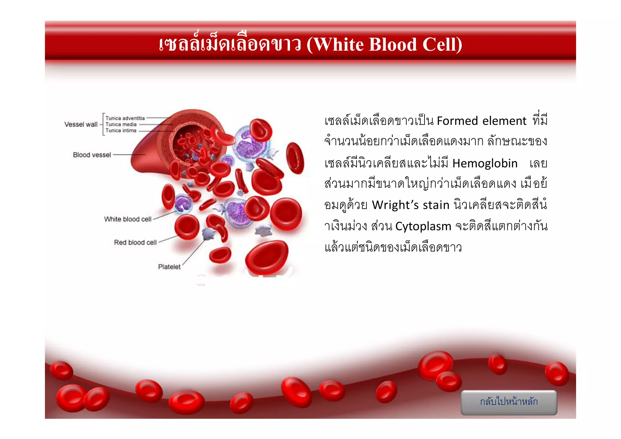 เซลล์เม็ดเลือดขาว (White Blood Cell)
เซลล์เม็ดเลือดขาวเป็ น Formed element ทีมี
จํานวนน้ อยกว่าเม็ดเลือดแดงมาก ลักษณะของ
เซลล์มีนิวเคลียสและไม่มี Hemoglobin เลย
ส่วนมากมีขนาดใหญ่ กว่าเม็ดเลือดแดง เมื อย้
อมดูด้วย Wright’s stain นิวเคลียสจะติดสีนํ
าเงินม่วง ส่วน Cytoplasm จะติดสีแตกต่างกัน
แล้ วแต่ชนิดของเม็ดเลือดขาว

กลับไปหน้ าหลัก

 