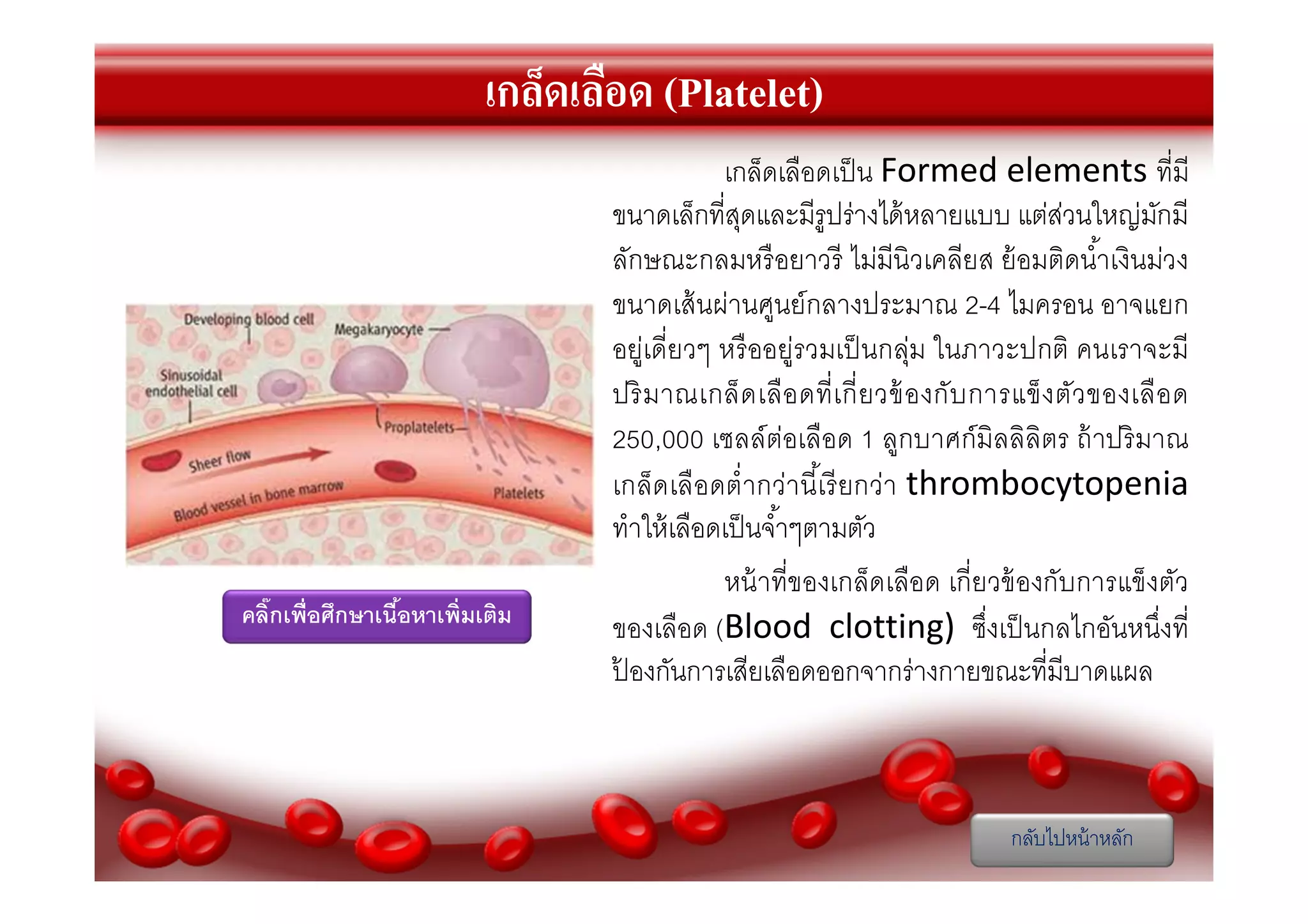 เกล็ดเลือด (Platelet)

คลิกเพือศึกษาเนือหาเพิมเติม

เกล็ดเลือดเป็ น Formed elements ทีมี
ขนาดเล็กทีสุดและมีรูปร่างได้ หลายแบบ แต่สวนใหญ่มกมี
่
ั
ลักษณะกลมหรื อยาวรี ไม่มีนิวเคลียส ย้ อมติดนําเงินม่วง
ขนาดเส้ นผ่านศูนย์ กลางประมาณ 2-4 ไมครอน อาจแยก
อยู่เดียวๆ หรื ออยู่รวมเป็ นกลุ่ม ในภาวะปกติ คนเราจะมี
ปริ ม าณเกล็ ด เลื อ ดที เกี ยวข้ อ งกั บ การแข็ ง ตัว ของเลื อ ด
250,000 เซลล์ต่อเลือด 1 ลูกบาศก์มิลลิลิตร ถ้ าปริ มาณ
เกล็ด เลือดตํากว่า นี เรี ยกว่า thrombocytopenia
ทําให้ เลือดเป็ นจําๆตามตัว
หน้ าทีของเกล็ดเลือด เกียวข้ องกับการแข็ งตัว
ของเลือด (Blood clotting) ซึงเป็ นกลไกอันหนึงที
ปองกันการเสียเลือดออกจากร่างกายขณะทีมีบาดแผล
้

กลับไปหน้ าหลัก

 