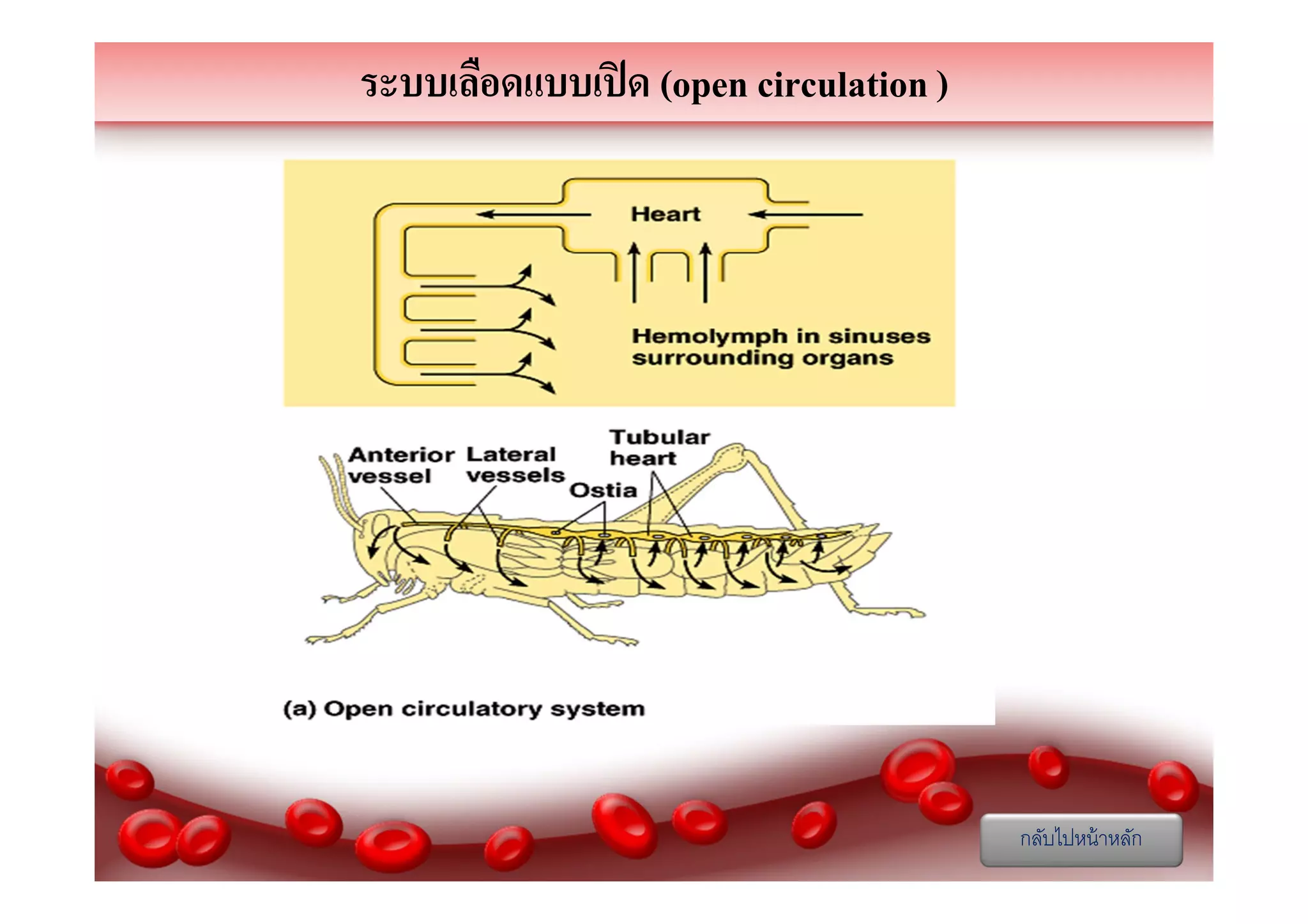ระบบเลือดแบบเปิ ด (open circulation )

กลับไปหน้ าหลัก

 
