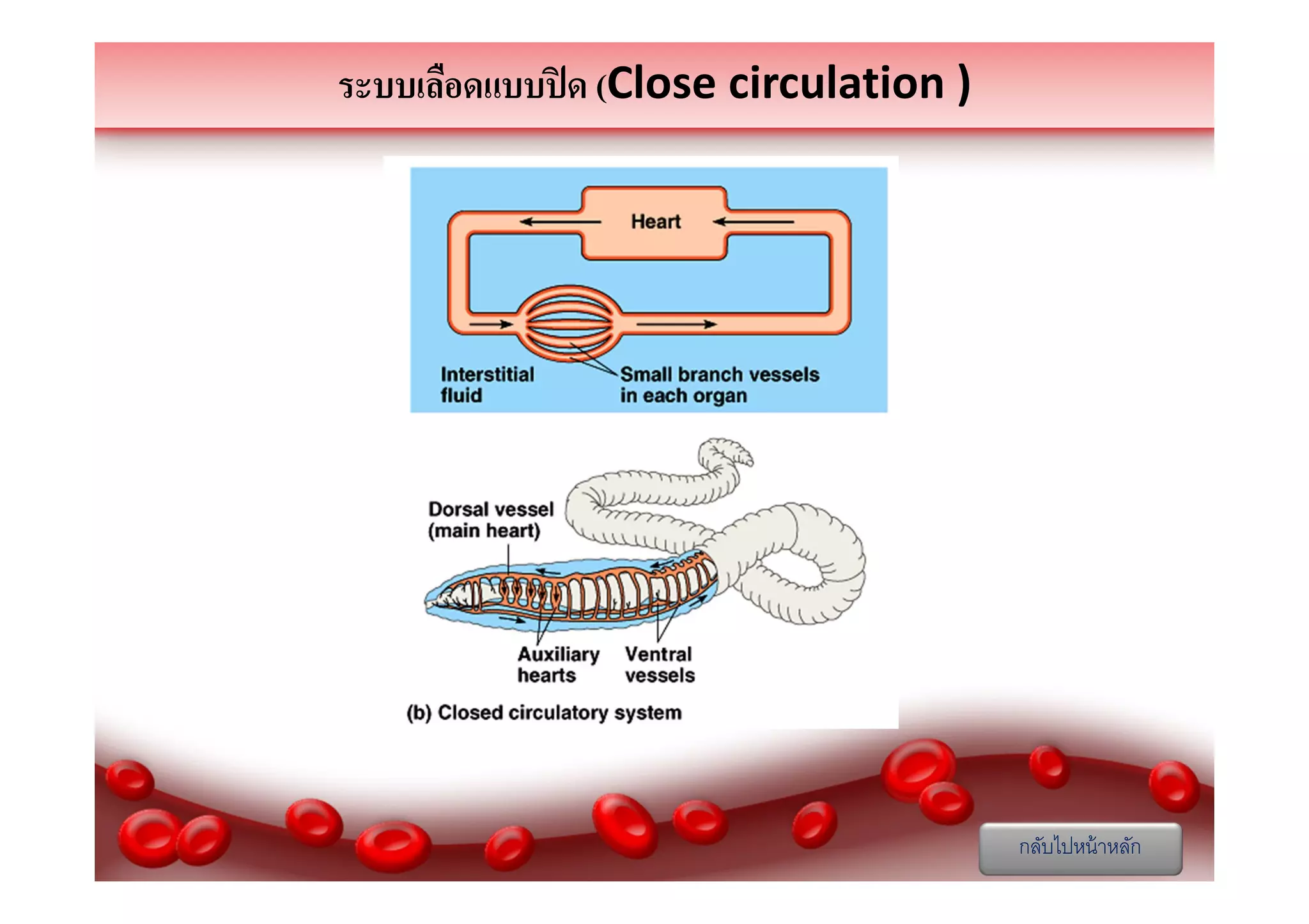 ระบบเลือดแบบปิ ด (Close circulation )

กลับไปหน้ าหลัก

 