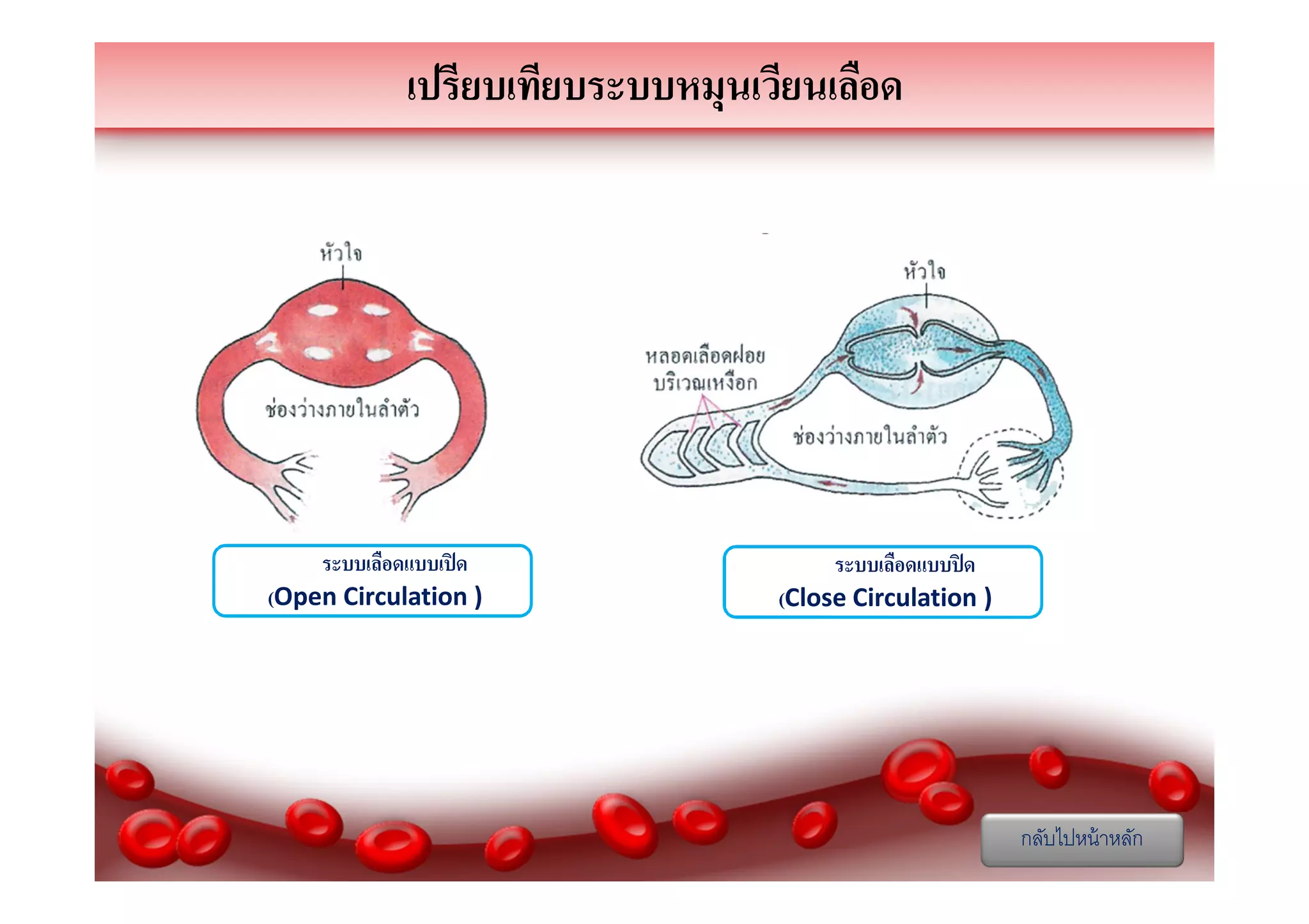 เปรียบเทียบระบบหมุนเวียนเลือด

ระบบระบบเลือดแบบเปิ ด
(Open Circulation )

ระบบระบบเลือดแบบปิ ด
(Close Circulation )

กลับไปหน้ าหลัก

 