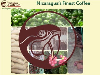 Nicaragua’s Finest Coffee
Nicaragua’s Finest Coffee
 