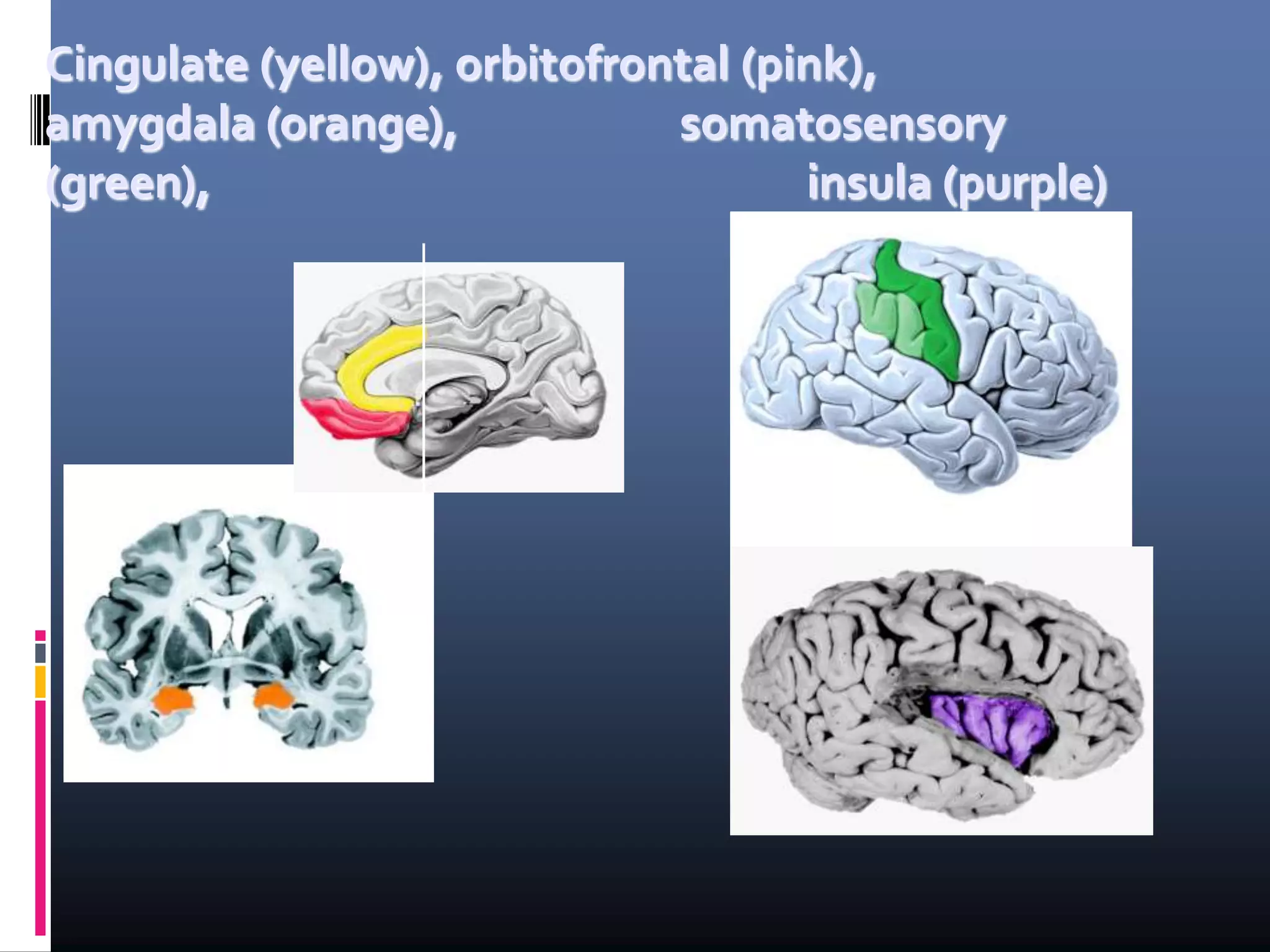 Cingulate (yellow), orbitofrontal (pink),
amygdala (orange), somatosensory
(green), insula (purple)
 
