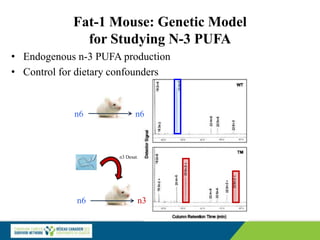 Fat-1 Mouse: Genetic Model
for Studying N-3 PUFA
• Endogenous n-3 PUFA production
• Control for dietary confounders
n3 Desat.
n6 n6
n6 n3
 