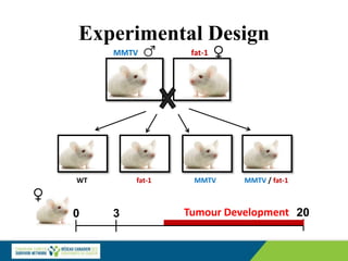 Experimental Design
MMTV fat-1
MMTV MMTV / fat-1
fat-1
WT
0 3 20
Tumour Development
 