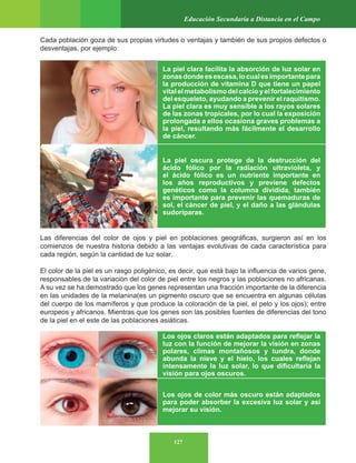 127
Educación Secundaria a Distancia en el Campo
Cada población goza de sus propias virtudes o ventajas y también de sus propios defectos o
desventajas, por ejemplo:
Las diferencias del color de ojos y piel en poblaciones geográficas, surgieron así en los
comienzos de nuestra historia debido a las ventajas evolutivas de cada característica para
cada región, según la cantidad de luz solar.
El color de la piel es un rasgo poligénico, es decir, que está bajo la influencia de varios gene,
responsables de la variación del color de piel entre los negros y las poblaciones no africanas.
A su vez se ha demostrado que los genes representan una fracción importante de la diferencia
en las unidades de la melanina(es un pigmento oscuro que se encuentra en algunas células
del cuerpo de los mamíferos y que produce la coloración de la piel, el pelo y los ojos); entre
europeos y africanos. Mientras que los genes son las posibles fuentes de diferencias del tono
de la piel en el este de las poblaciones asiáticas.
La piel clara facilita la absorción de luz solar en
zonasdondeesescasa,locualesimportantepara
la producción de vitamina D que tiene un papel
vital el metabolismo del calcio y el fortalecimiento
del esqueleto, ayudando a prevenir el raquitismo.
La piel clara es muy sensible a los rayos solares
de las zonas tropicales, por lo cual la exposición
prolongada a ellos ocasiona graves problemas a
la piel, resultando más fácilmente el desarrollo
de cáncer.
La piel oscura protege de la destrucción del
ácido fólico por la radiación ultravioleta, y
el ácido fólico es un nutriente importante en
los años reproductivos y previene defectos
genéticos como la columna dividida, también
es importante para prevenir las quemaduras de
sol, el cáncer de piel, y el daño a las glándulas
sudoríparas.
Los ojos claros están adaptados para reflejar la
luz con la función de mejorar la visión en zonas
polares, climas montañosos y tundra, donde
abunda la nieve y el hielo, los cuales reflejan
intensamente la luz solar, lo que dificultaría la
visión para ojos oscuros.
Los ojos de color más oscuro están adaptados
para poder absorber la excesiva luz solar y así
mejorar su visión.
 