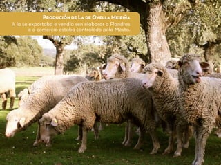 Produción de La de Ovella Meiriña
A la se exportaba e vendía sen elaborar a Flandres
e o comercio estaba controlado pola Mesta.
 