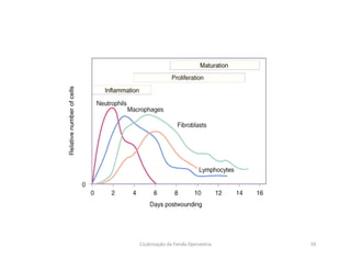 20Cicatrização da Ferida Operatória
 