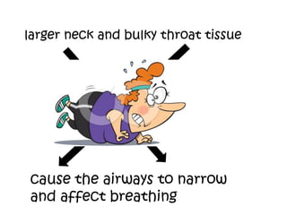 larger neck and bulky throat tissue




cause the airways to narrow
and affect breathing
 
