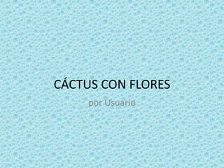 CÁCTUS CON FLORES
por Usuario

 