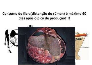Consumo de fibra(distenção do rúmen) é máximo 60
dias após o pico de produção!!!!
 
