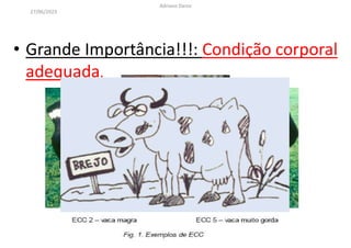 • Grande Importância!!!: Condição corporal
adequada.
27/06/2023
Adriano Daros
103
 