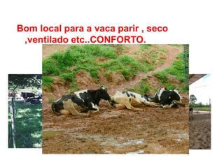 Bom local para a vaca parir , seco
,ventilado etc..CONFORTO.
 