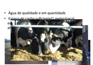 • Água de qualidade e em quantidade
• Espaço de cocho suficiente(1 metro/vaca),
evitar super lotação, oferta abundante de
alimentos. Diminuir stress.
27/06/2023
Adriano Daros
105
 