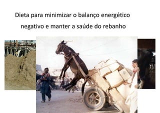 Dieta para minimizar o balanço energético
negativo e manter a saúde do rebanho
RUMINANTES
 