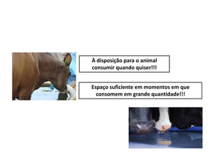 À disposição para o animal
consumir quando quiser!!!
Espaço suficiente em momentos em que
consomem em grande quantidade!!!
 