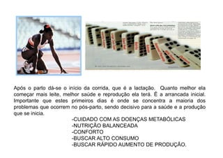 Após o parto dá-se o início da corrida, que é a lactação. Quanto melhor ela
começar mais leite, melhor saúde e reprodução ela terá. É a arrancada inicial.
Importante que estes primeiros dias é onde se concentra a maioria dos
problemas que ocorrem no pós-parto, sendo decisivo para a saúde e a produção
que se inicia.
-CUIDADO COM AS DOENÇAS METABÓLICAS
-NUTRIÇÃO BALANCEADA
-CONFORTO
-BUSCAR ALTO CONSUMO
-BUSCAR RÁPIDO AUMENTO DE PRODUÇÃO.
 