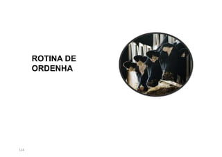 114
ROTINA DE
ORDENHA
 