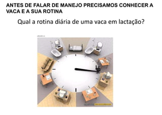 Qual a rotina diária de uma vaca em lactação?
ANTES DE FALAR DE MANEJO PRECISAMOS CONHECER A
VACA E A SUA ROTINA
 