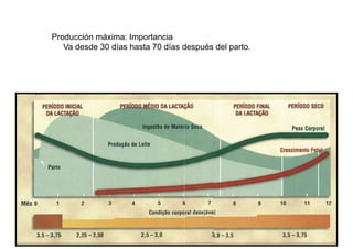 Producción máxima: Importancia
Va desde 30 días hasta 70 días después del parto.
 