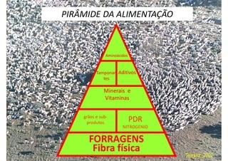 PIRÂMIDE DA ALIMENTAÇÃO
EE
gordur
a
CNE
grãos e sub-
produtos
Minerais &
Vitaminas
Aditivos
Tamponan
tes
Minerais e
Vitaminas
FORRAGENS
Fibra física
PDR
NITROGENIO
Aminoácidos
Teixeira, 2002
grãos e sub-
produtos
 