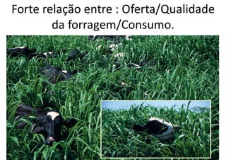 Forte relação entre : Oferta/Qualidade
da forragem/Consumo.
 