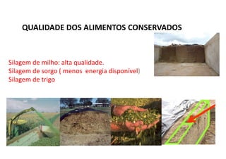 QUALIDADE DOS ALIMENTOS CONSERVADOS
Silagem de milho: alta qualidade.
Silagem de sorgo ( menos energia disponível)
Silagem de trigo
 