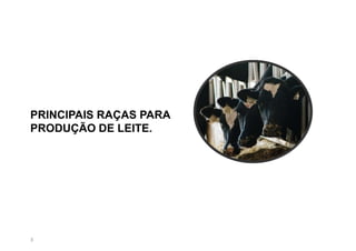 3
PRINCIPAIS RAÇAS PARA
PRODUÇÃO DE LEITE.
 