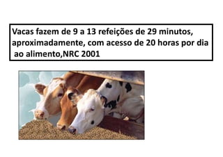 Vacas fazem de 9 a 13 refeições de 29 minutos,
aproximadamente, com acesso de 20 horas por dia
ao alimento,NRC 2001
 