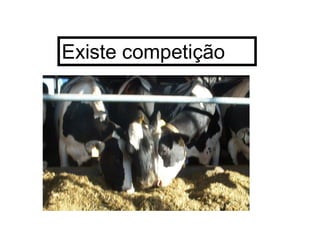 Existe competição
 